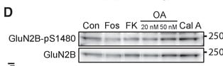 FK 506 3631