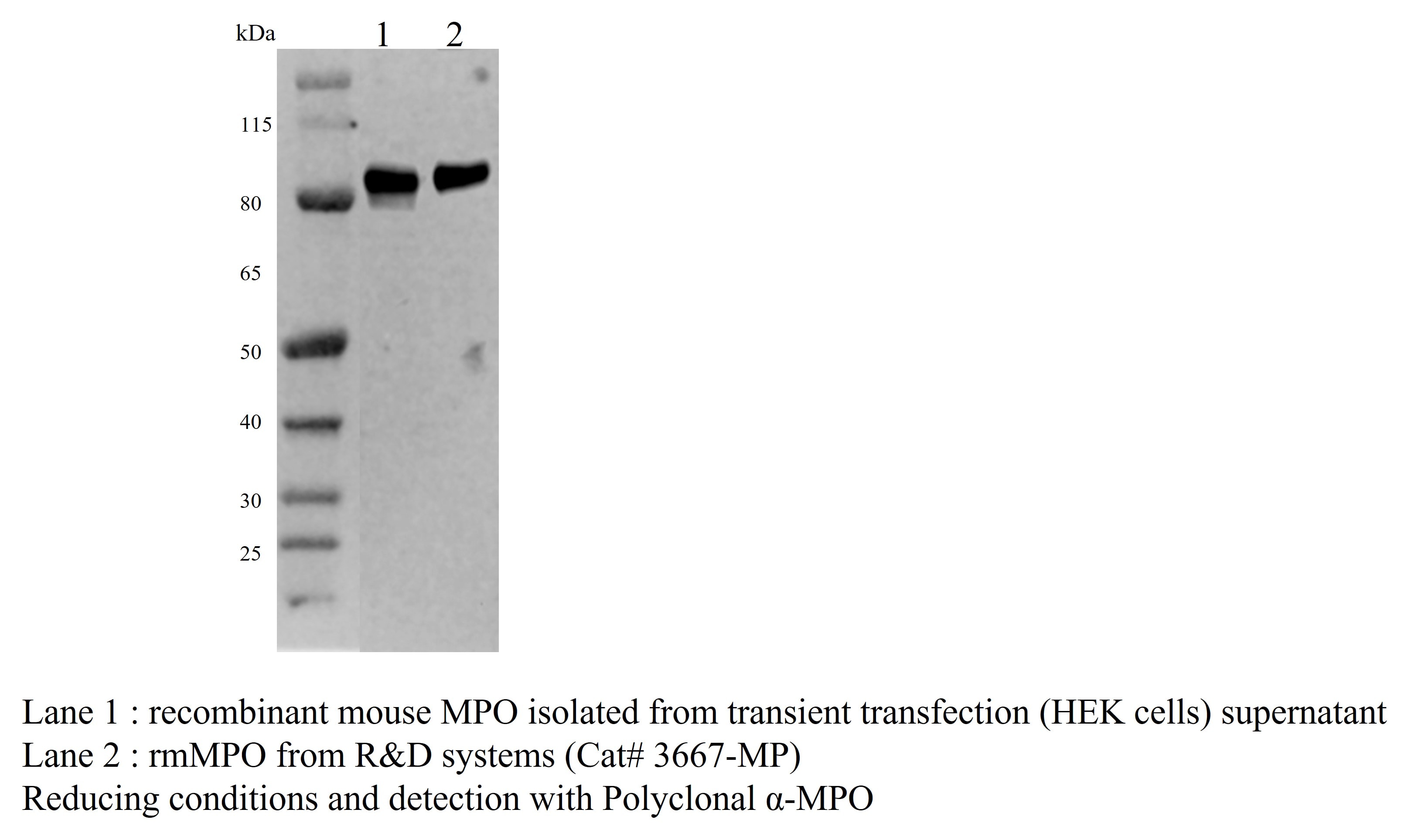 Recombinant Mouse Myeloperoxidase Protein, CF 3667-MP