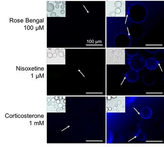 Corticosterone 3685