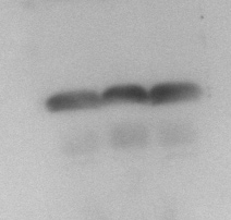 Cultrex HA-R-Spondin1-Fc 293T Cells 3710-001-01