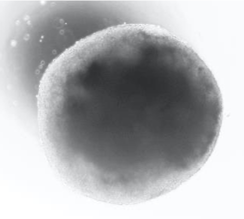 Recombinant Human FGF basic/FGF2/bFGF (145 aa) Protein, CF 3718-FB