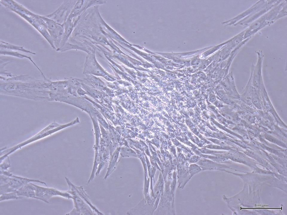 Hemopressin (human, mouse) 3791