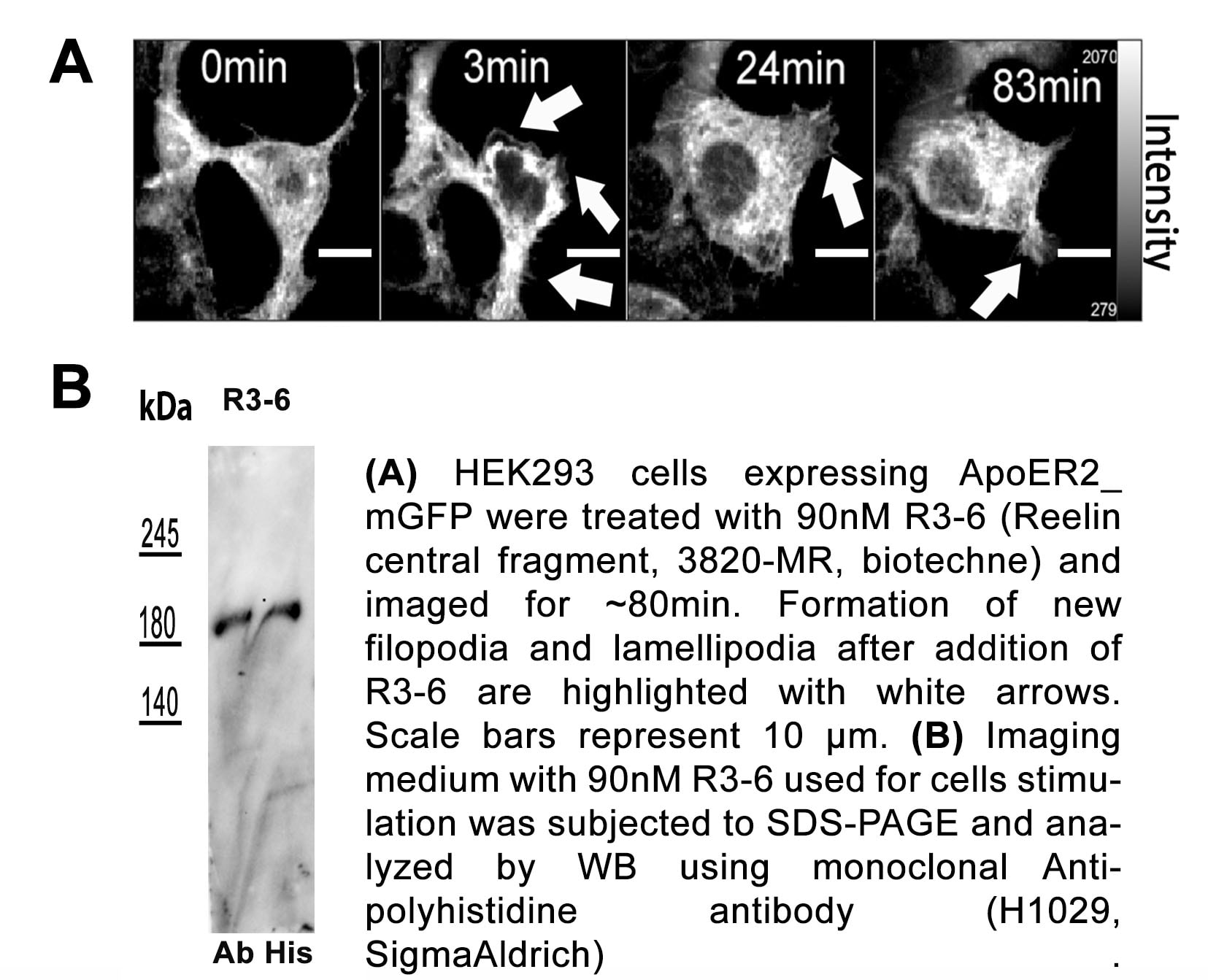 Recombinant Mouse Reelin Protein 3820-MR