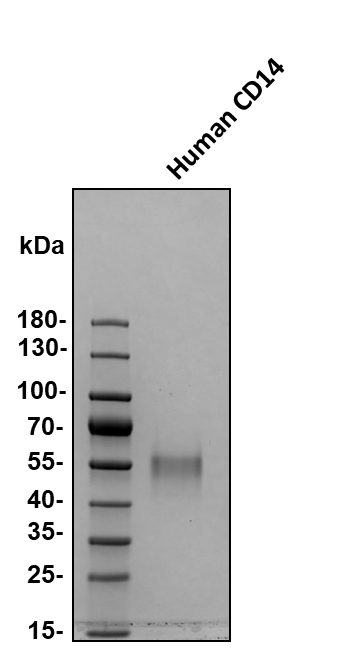 Recombinant Human CD14 Protein 383-CD