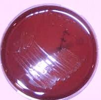 Gatifloxacin 3849