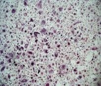 Recombinant Human TRANCE/RANK L/TNFSF11 Protein 390-TN