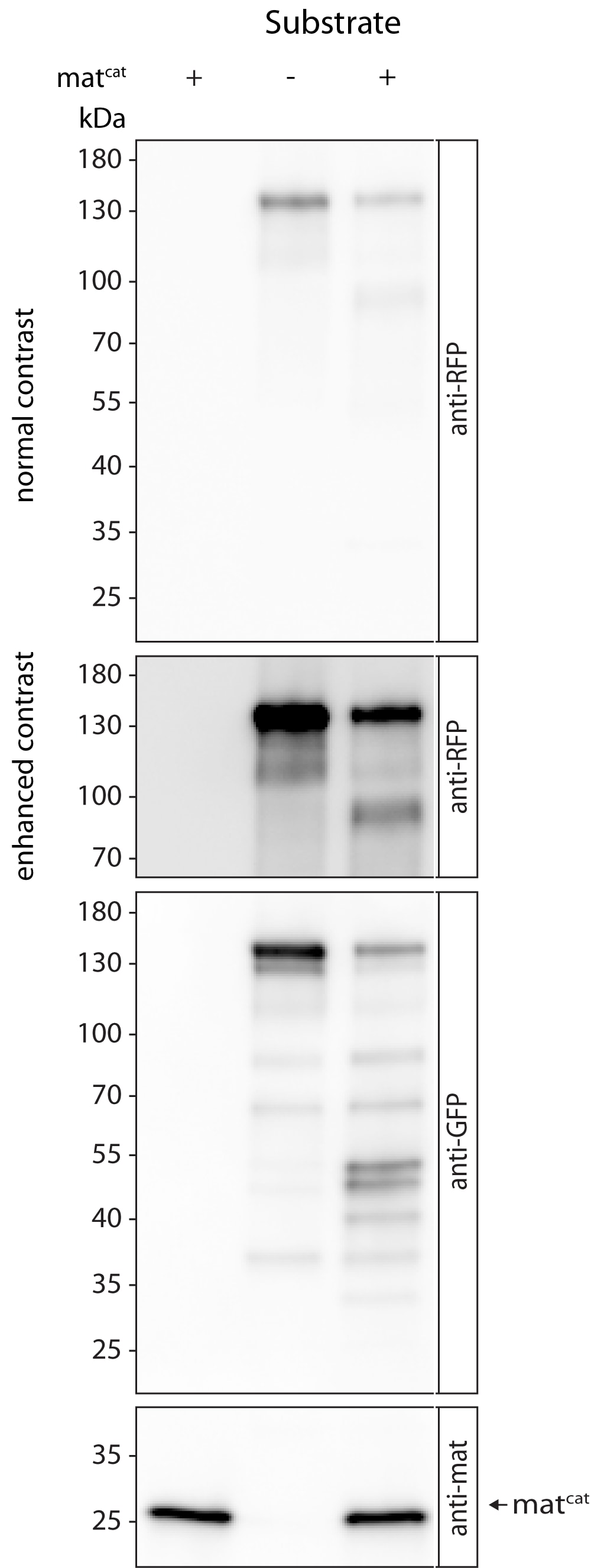 Recombinant Human Matriptase/ST14 Catalytic Domain, CF 3946-SEB