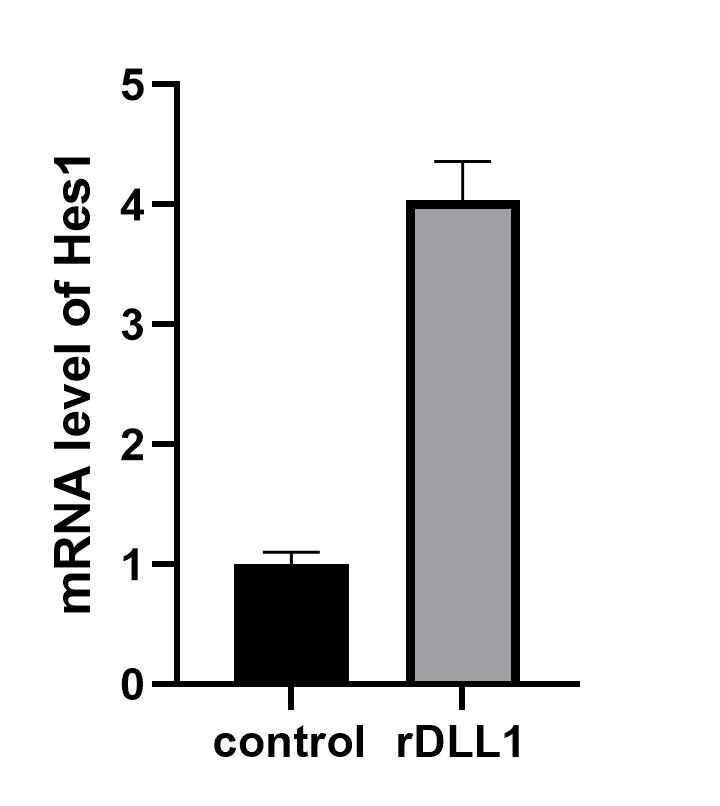 Recombinant Rat DLL1 Fc Chimera Protein, CF 3970-DL