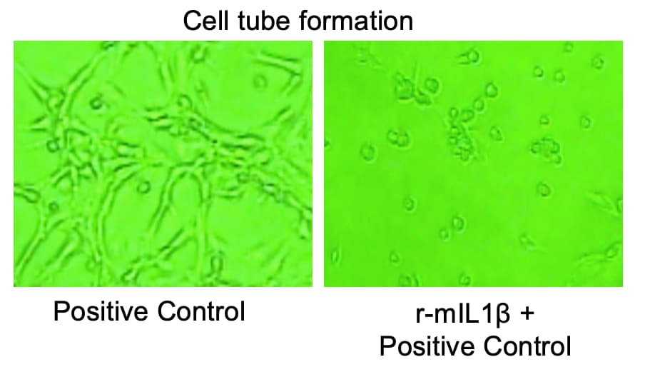Recombinant Mouse IL-1 beta/IL-1F2 Protein 401-ML