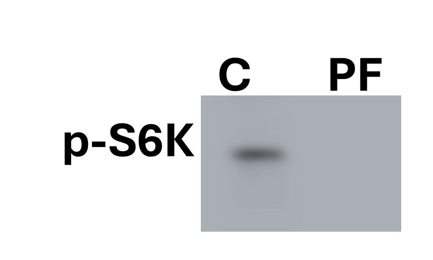 PF 4708671 4032