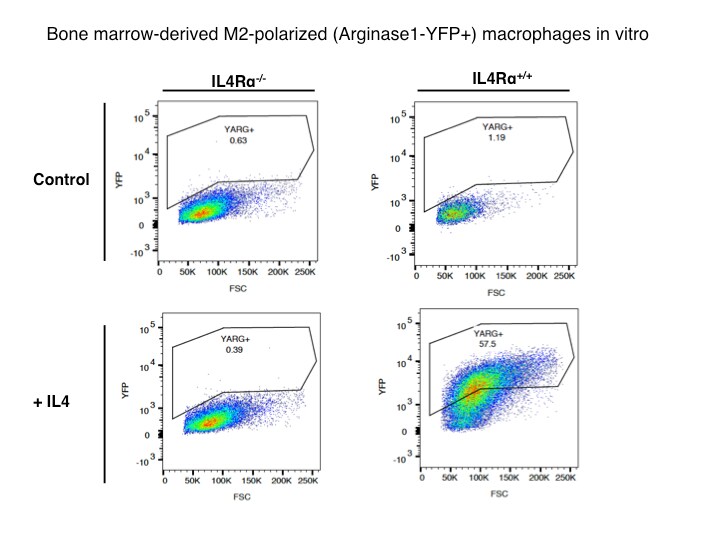 Recombinant Mouse IL-4 Protein 404-ML