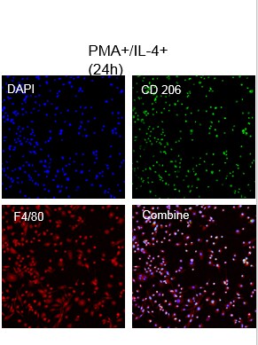 Recombinant Mouse IL-4 Protein 404-ML