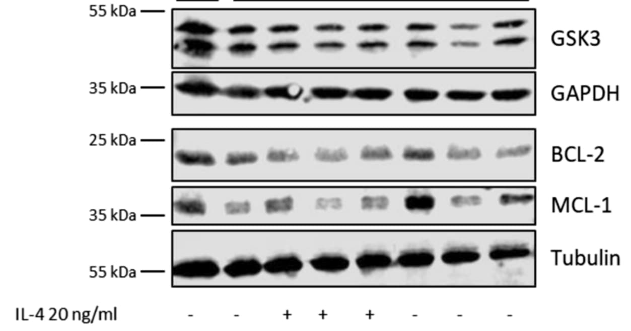 Recombinant Mouse IL-4 Protein 404-ML