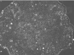 L-Ascorbic acid 4055