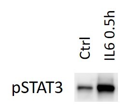 Recombinant Mouse IL-6 Protein 406-ML