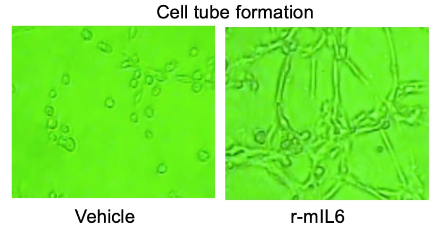 Recombinant Mouse IL-6 Protein 406-ML