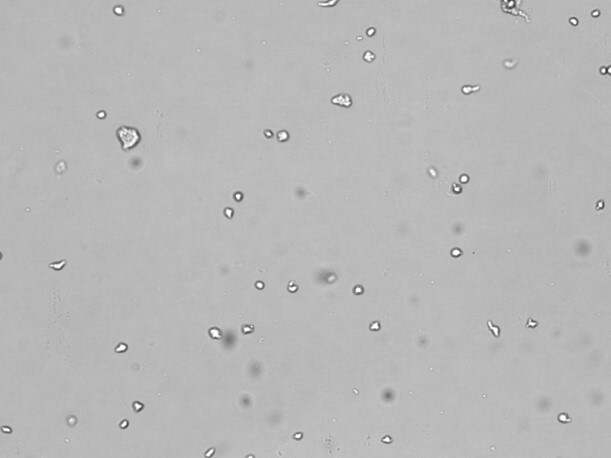 Recombinant Mouse IL-6 Protein 406-ML