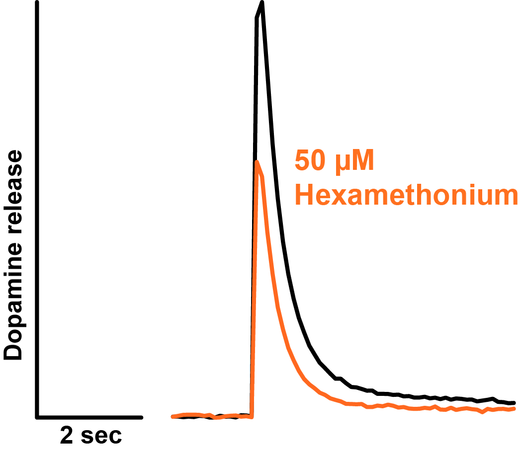 Hexamethonium bromide 4111