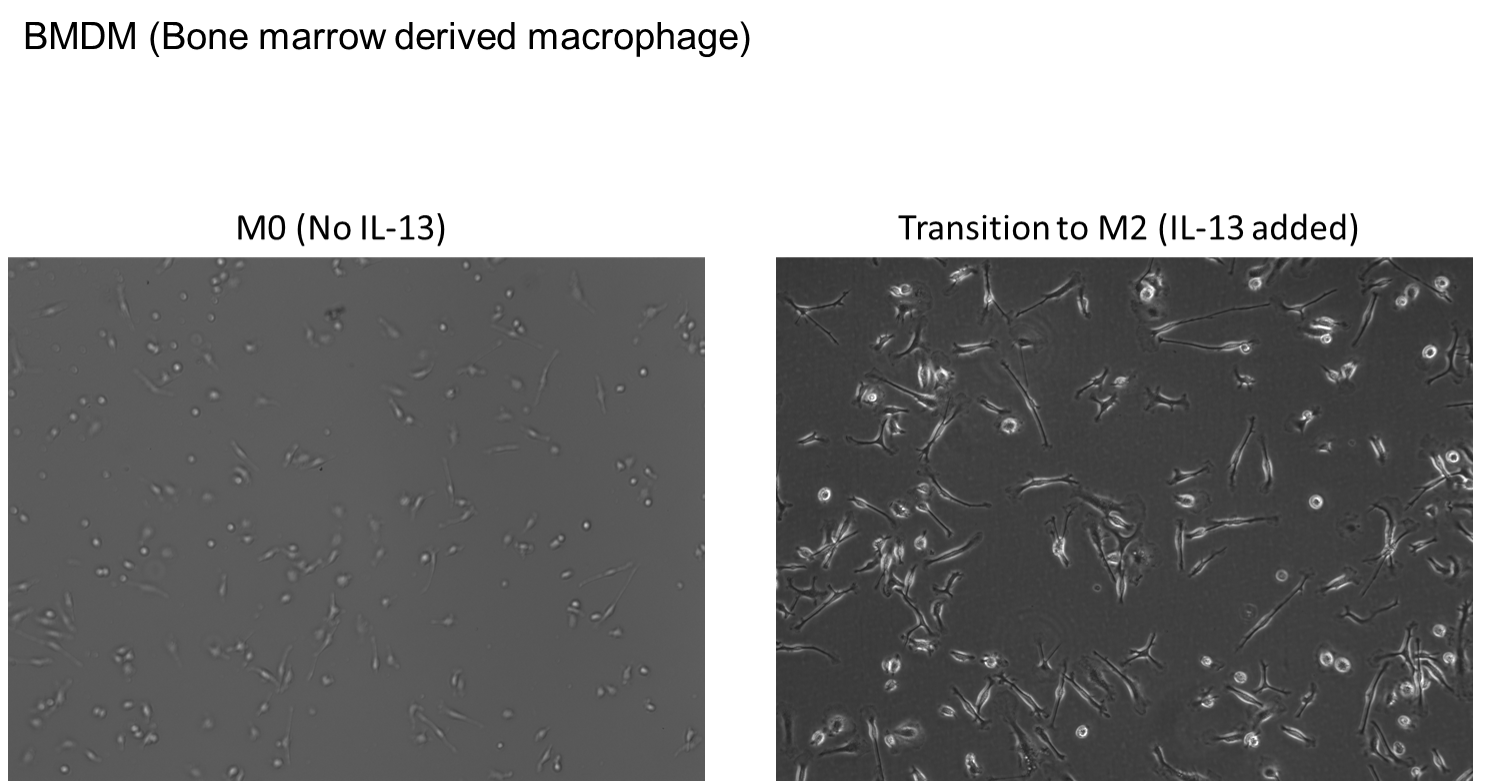 Recombinant Mouse IL-13 Protein 413-ML