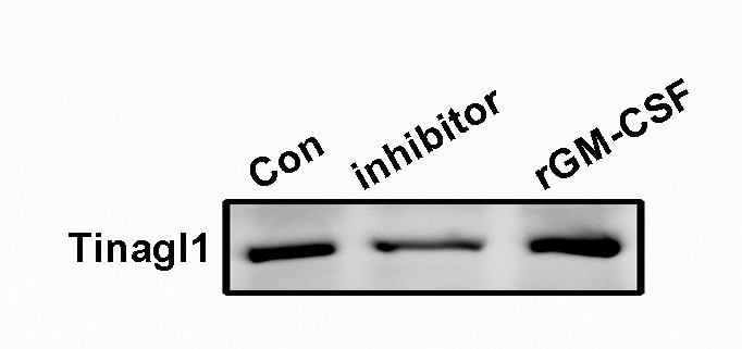 Recombinant Mouse GM-CSF Protein 415-ML
