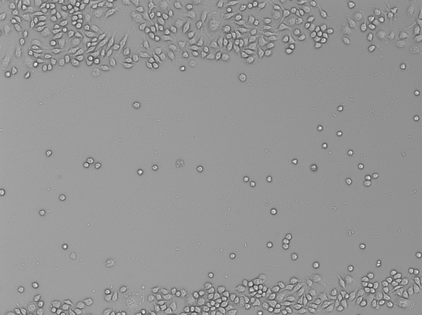 Recombinant Mouse M-CSF Protein 416-ML