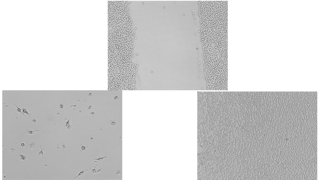 Recombinant Mouse M-CSF Protein 416-ML
