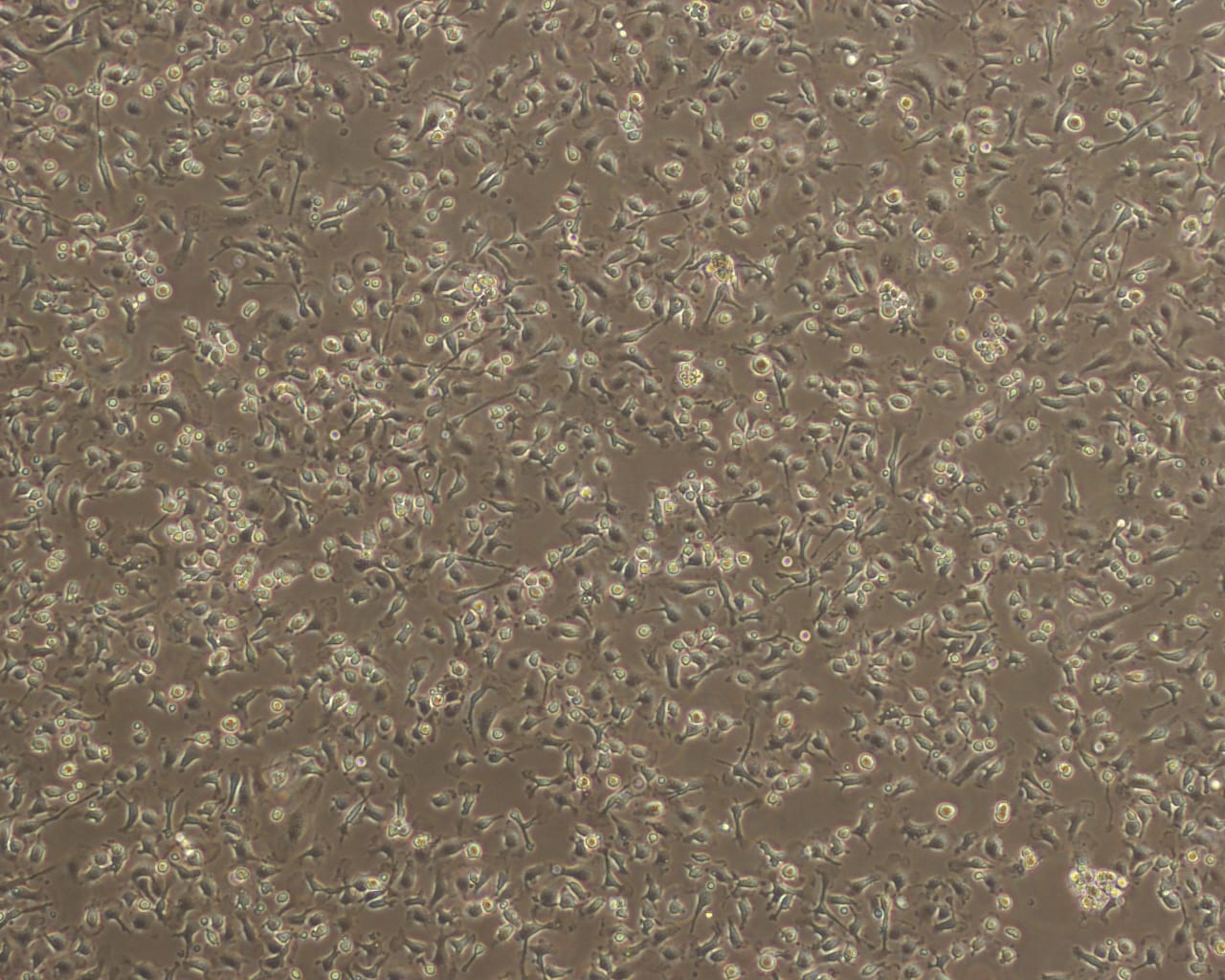 Recombinant Mouse M-CSF Protein 416-ML