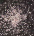Recombinant Mouse M-CSF Protein 416-ML