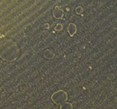 Recombinant Mouse M-CSF Protein 416-ML