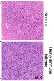 Recombinant Mouse IL-12 Protein 419-ML