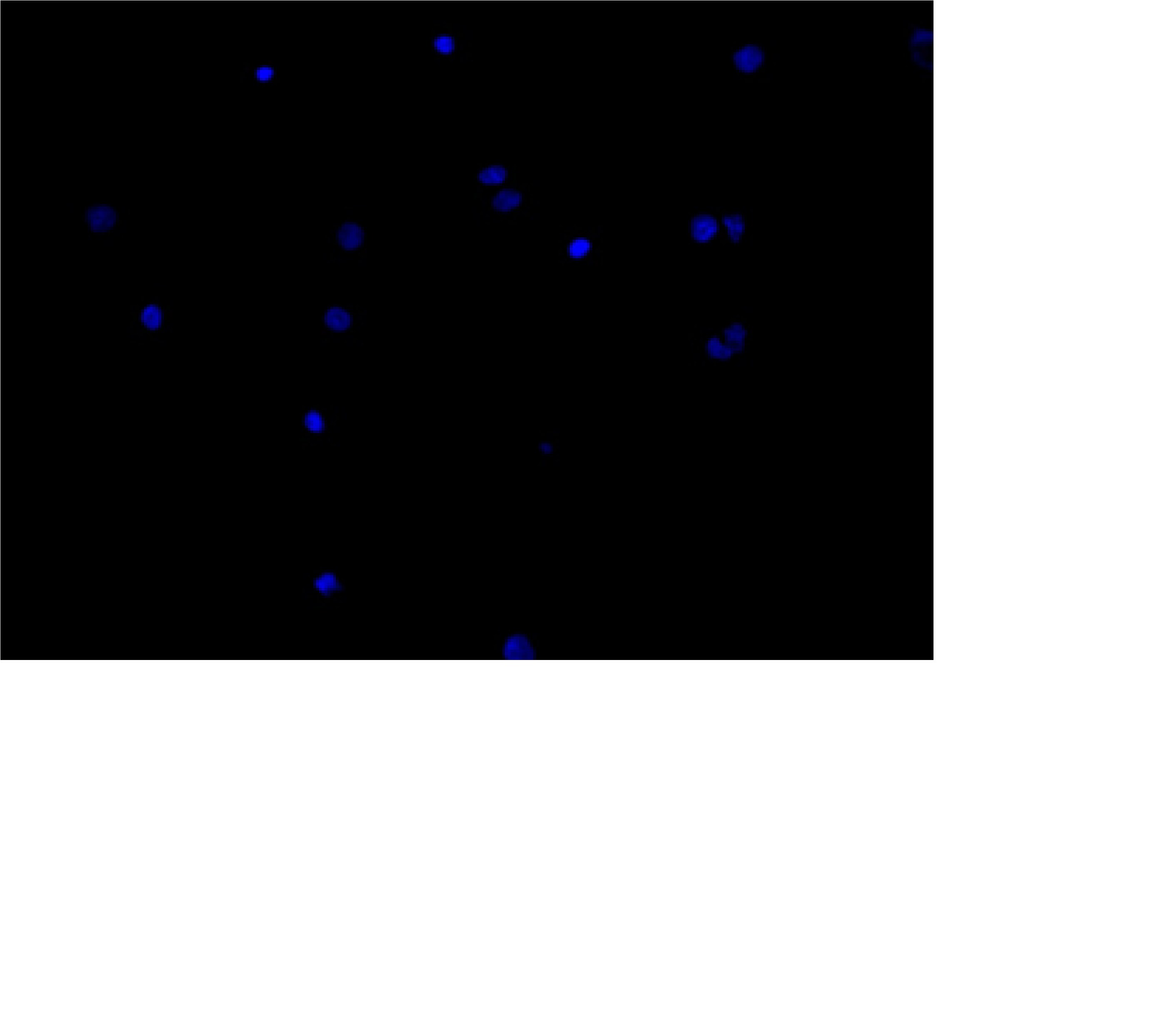MitMAB 4224