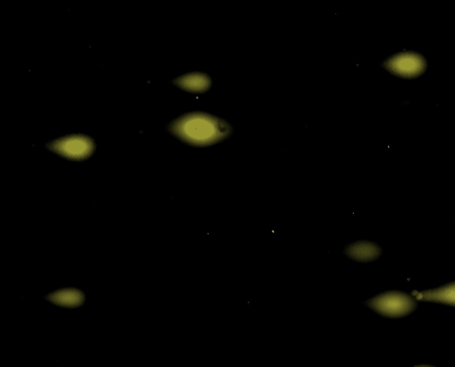 CometSlide 4250-200-03