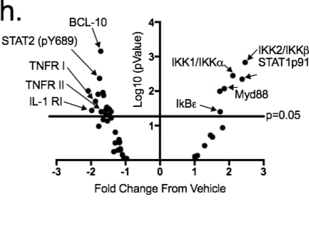 Recombinant Human Active PKA C alpha Protein, CF 4268-KS