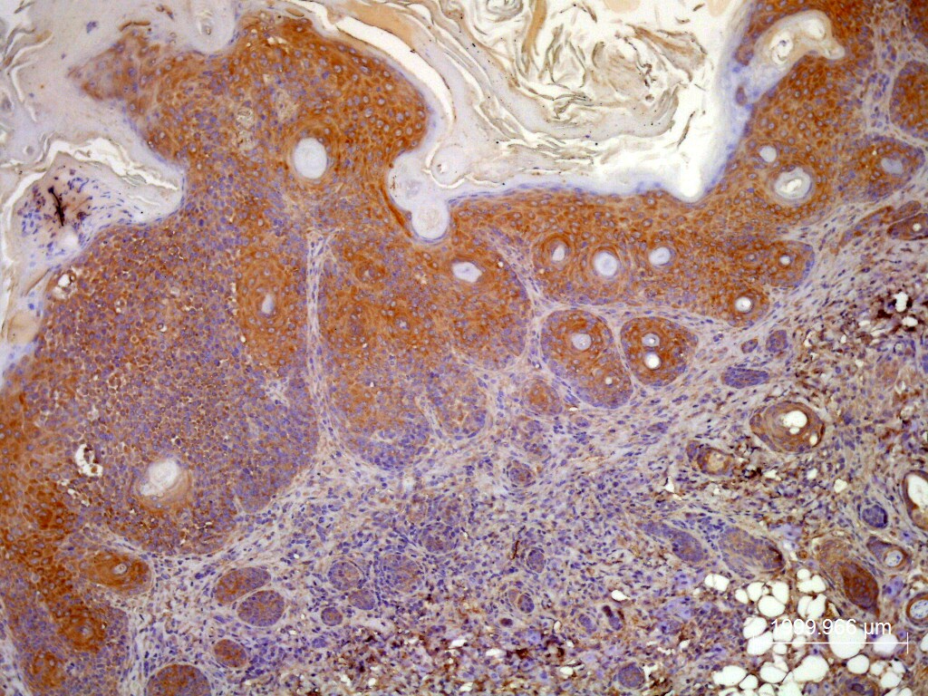 Recombinant Mouse CXCL17/VCC-1 Protein 4270-DM