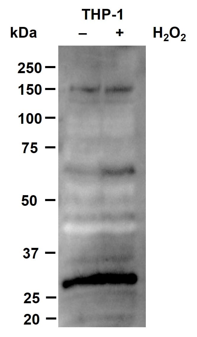 PAR/pADPr Antibody 4335-MC-100