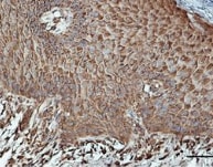 8‑oxo‑dG Antibody 4354-MC-050
