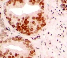 8‑oxo‑dG Antibody 4354-MC-050