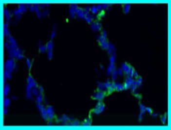 8‑oxo‑dG Antibody 4354-MC-050