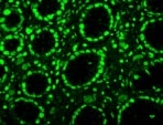 8‑oxo‑dG Antibody 4354-MC-050