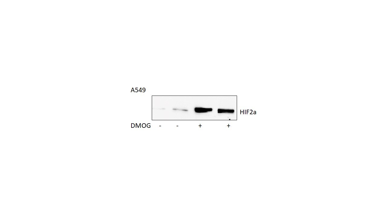DMOG 4408