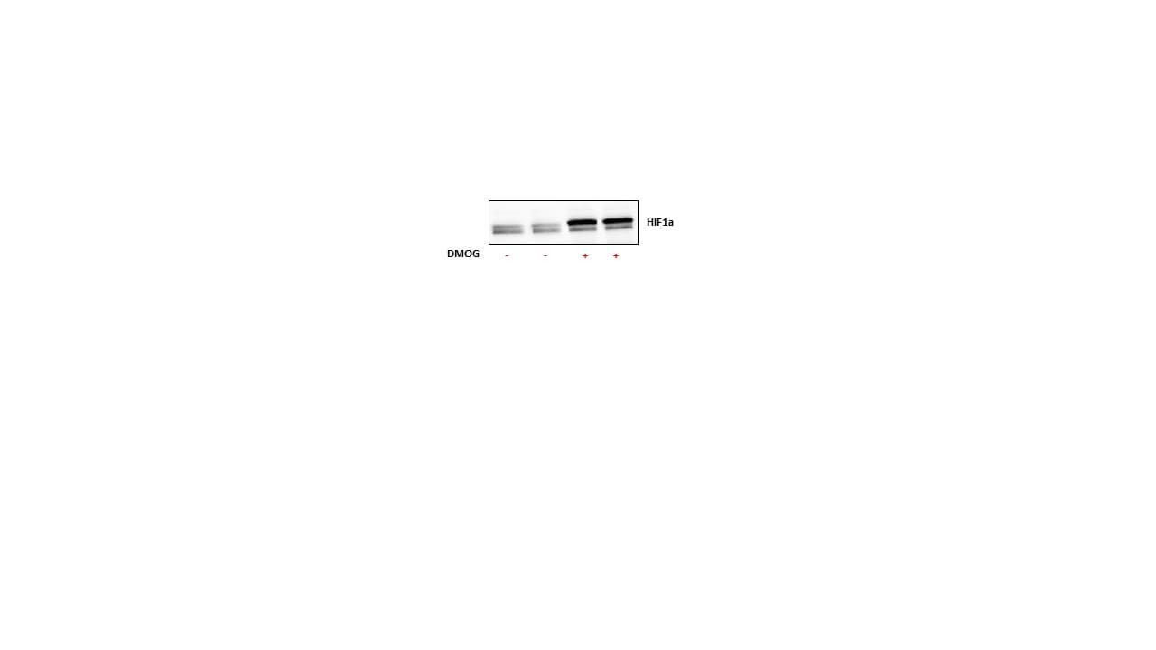 DMOG 4408