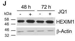 (+)-JQ1 4499