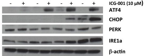 ICG 001 4505