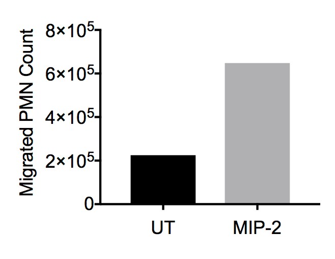 Recombinant Mouse CXCL2/MIP-2 Protein 452-M2