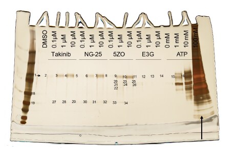 EGCG 4524