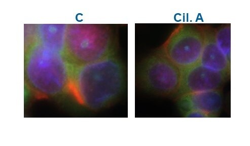 Ciliobrevin A 4529