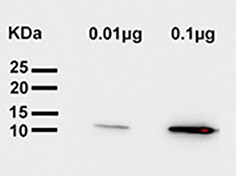 Recombinant Mouse CXCL12/SDF-1 alpha Protein 460-SD