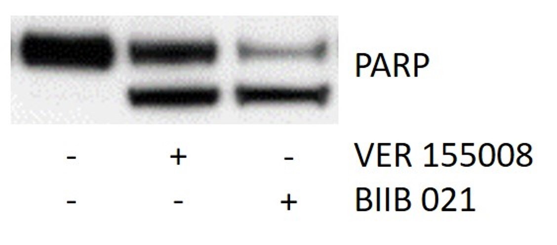 BIIB 021 4608