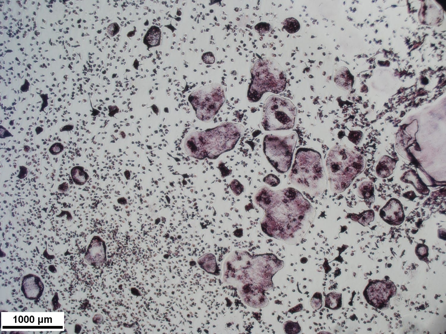 Recombinant Mouse TRANCE/RANK L/TNFSF11 (E. coli-expressed) 462-TEC