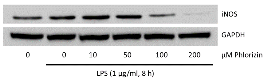 Phlorizin 4627